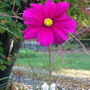 Meet your Posher, Beverly